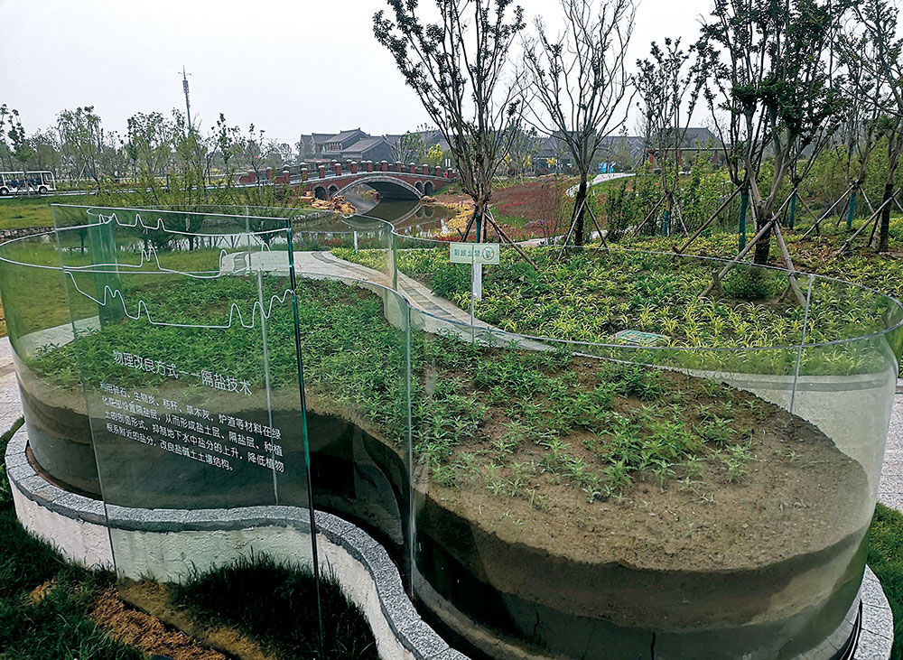 科技匠心繪就生態桃花源——連云港園博園鹽堿地生態修復的探索與實踐